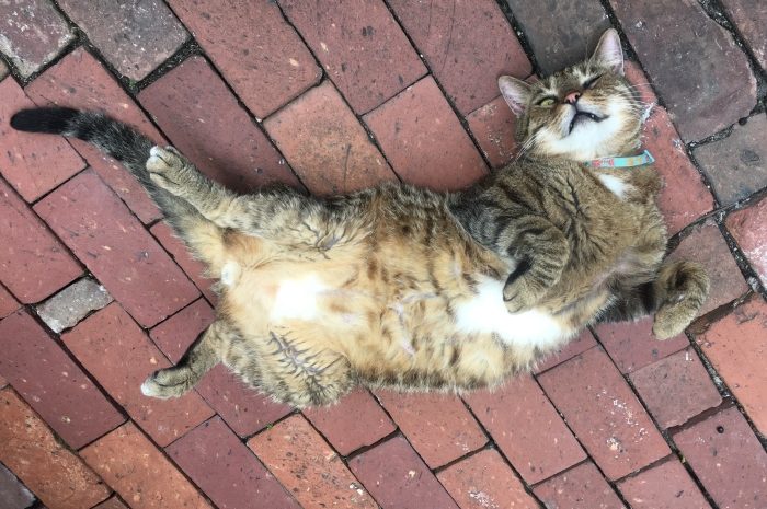 Pet Friendly Key West Vacation Rentals - Cat at Old Town Manor