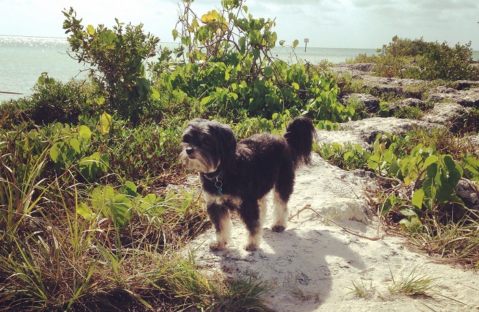 Rose Lane Villas, close to all things worth doing in Key West