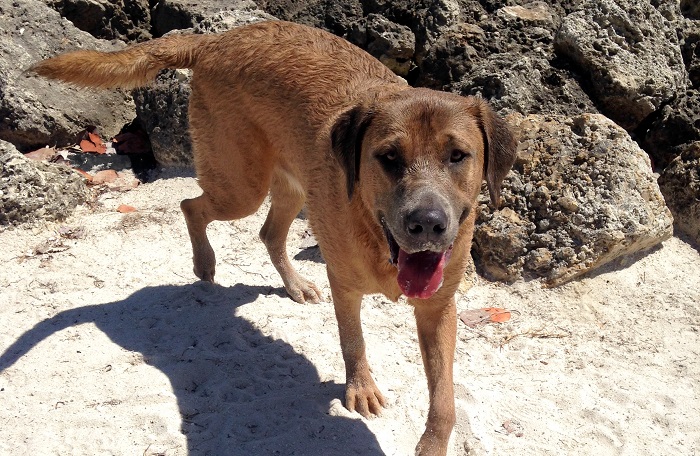 Pet Friendly Key West Vacation Rentals - Dog on Key West beach